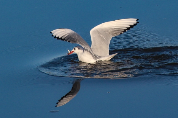 A black headed gull catches a sand eel in the blue water at Soldiers Point, Dundalk