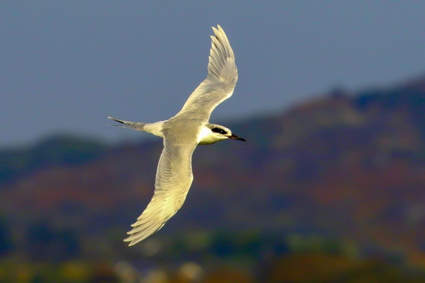 A Forsters Tern flies in Winter sunshine at Soldier's Point, Dundalk, County Louth
