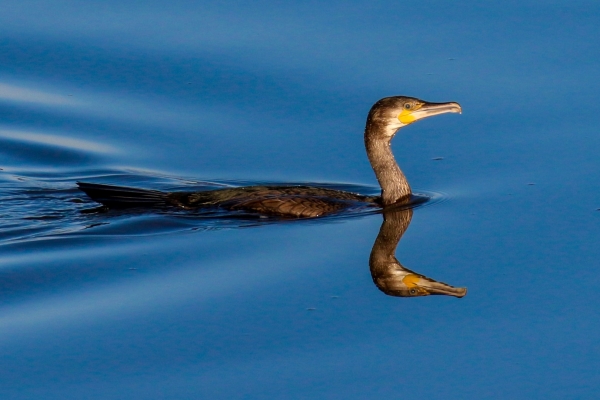 A Cormorant is reflected perfectly in the blue water at Soldier's Point, Dundalk