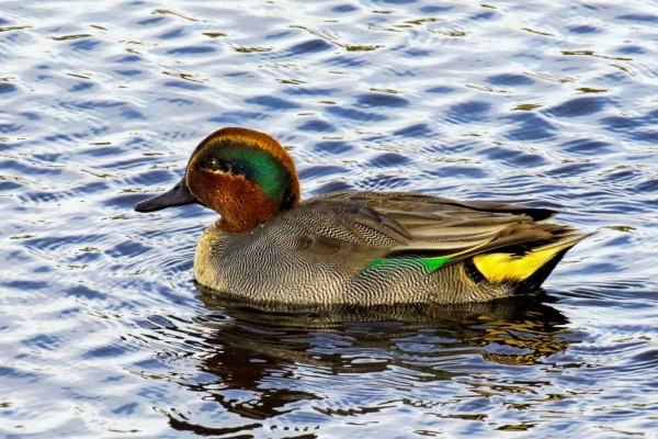 A Teal swims on the Castletown River in Dundalk, Ireland