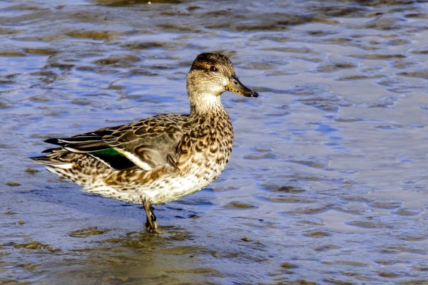 A Teal stands in the mud in Dundalk at low tide