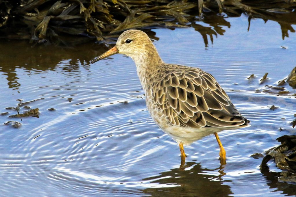 bird watching ireland