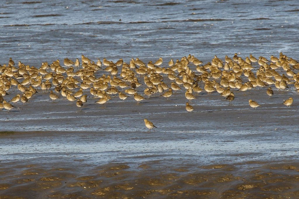 Bird Watching Ireland Dundalk