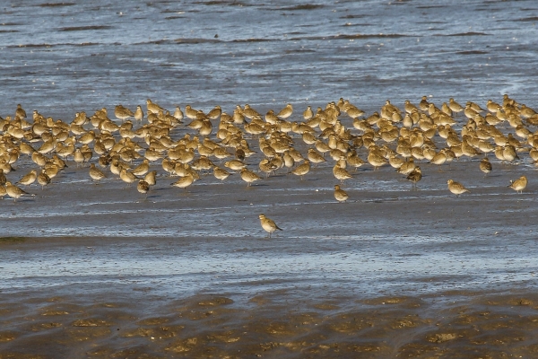 A large flock of Golden Plovers roost on the sandbanks at low tide, Dundalk, Ireland