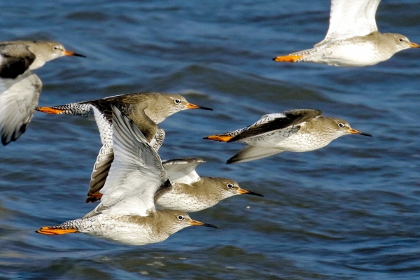 Redshanks fly out to sea at Soldiers Point, Dundalk, Ireland