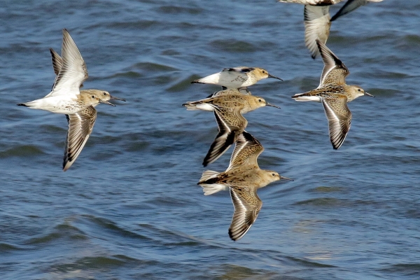 A group of Dunlins fly down the channel at Soldiers Point, Dundalk