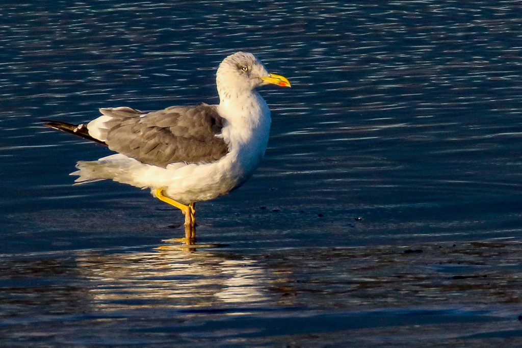 Bird Watching Ireland Dundalk