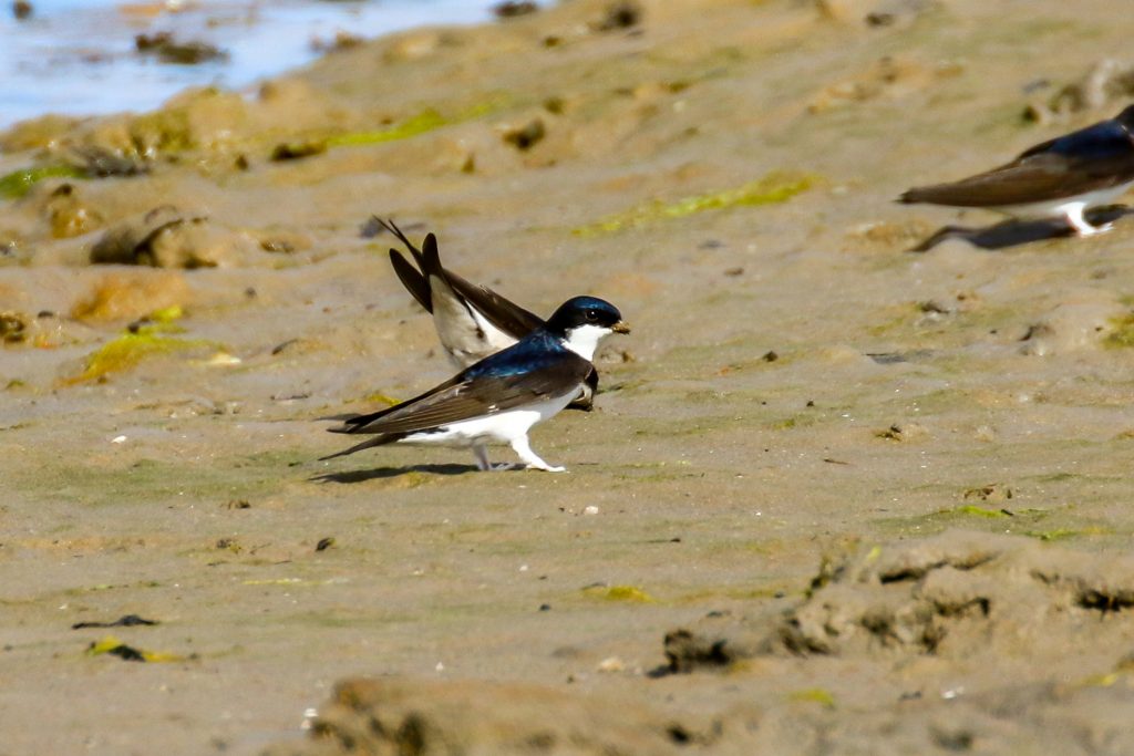 Bird Watching Dublin Malahide