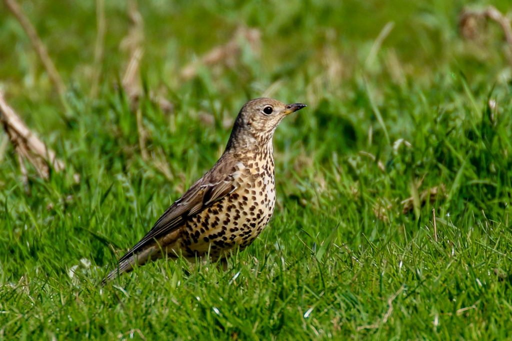 Bird Watching Dublin Malahide