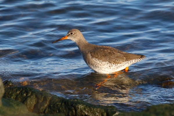 A Redshank stands in crystal clear water at Malahide Beach Dublin