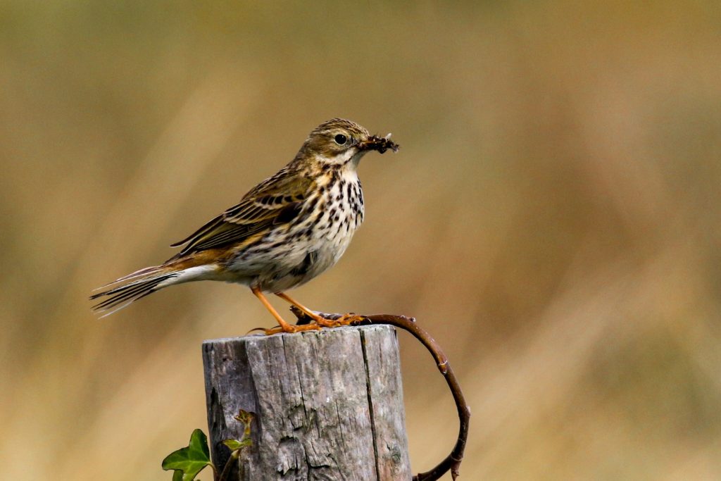 Bird Watching Dublin Malahide