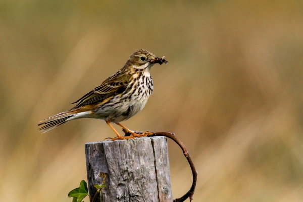 A Meadow Pipit with a beak full of insects at Malachite Beach, Dublin