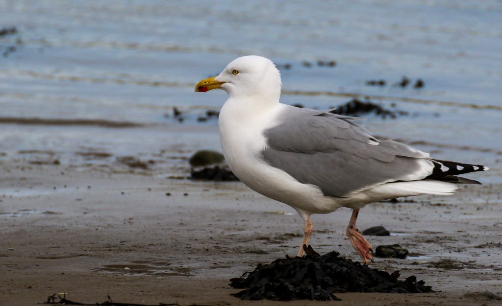 Bird Watching Dublin Malahide