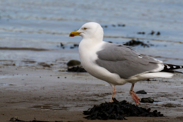 A Herring Gull walks along the shoreline at Malahide Beach, Dublin