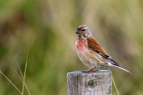 A Linnet with bloo red breast feathers stands on a fence post at Malachite Beach, Dublin