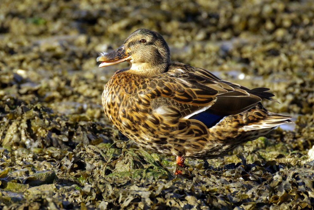 Bird Watching Dublin Malahide