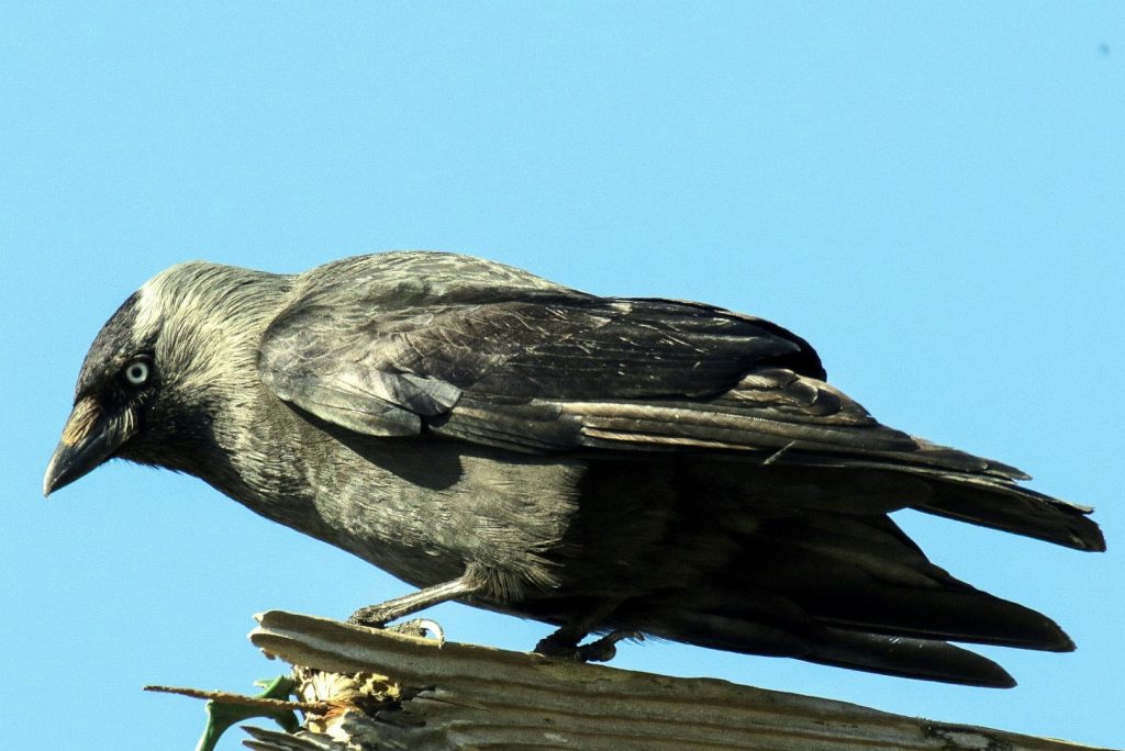 Bird Watching Dublin Malahide