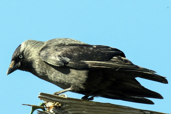 A Jackdaw against a clear blue sky on Malahide Beach, Dublin