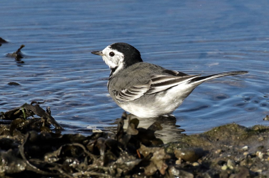 Bird Watching Dublin Malahide