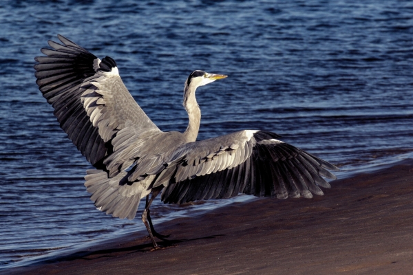 A Grey Heron with wings spread wide, stands on the shoreline at Malahide, Dublin