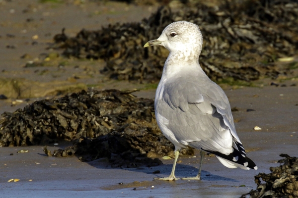 A Common Gull on the wet sand of Malahide Beach at low tide
