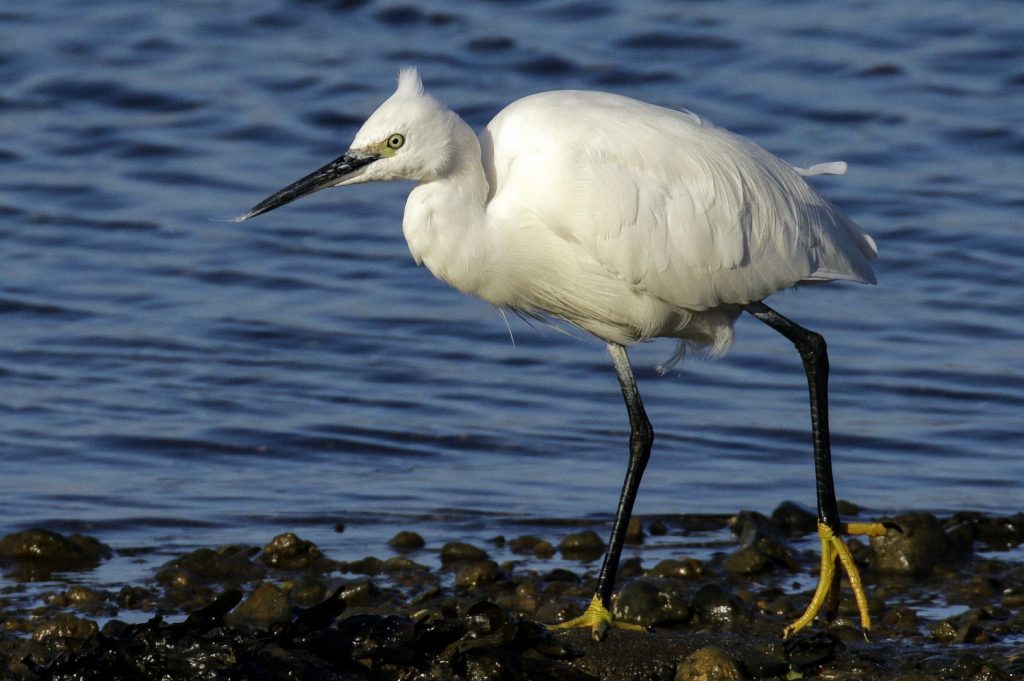 Bird Watching Dublin Malahide