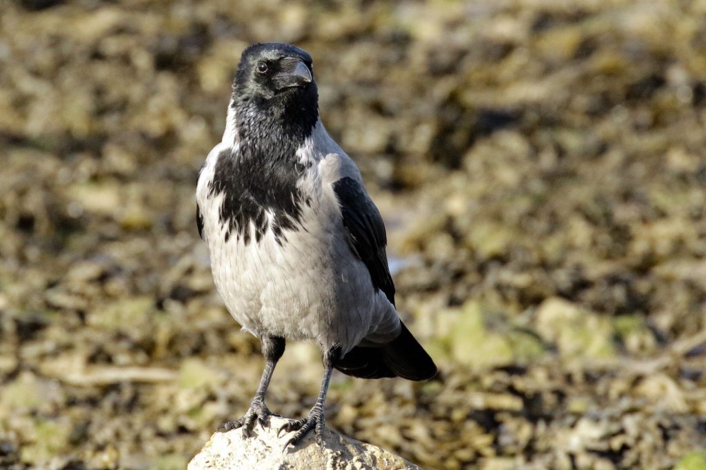 Bird Watching Dublin Malahide