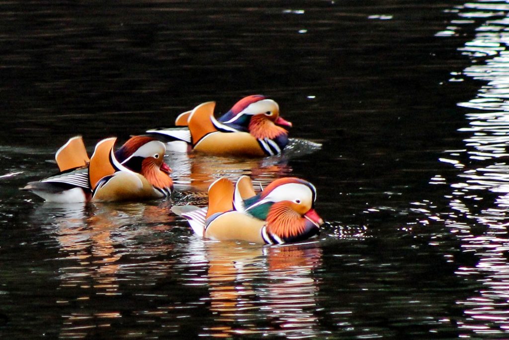 bird watching ireland