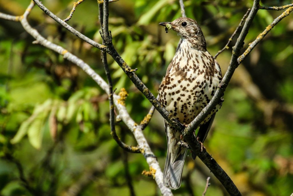 bird watching ireland