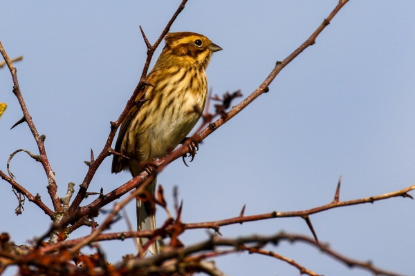 Reed Bunting perched on a bush at Mornington, County Meath