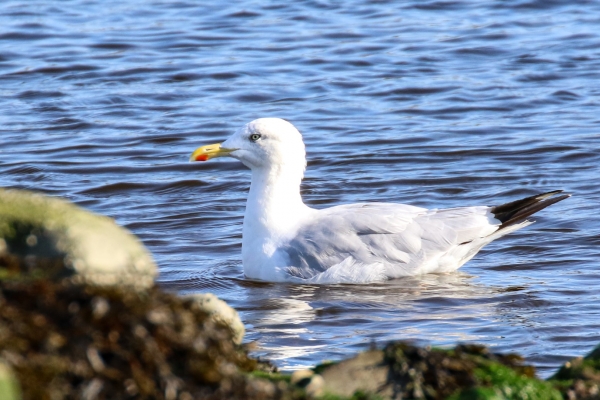 Herring Gull swimming up the channel at Mornington, County Meath