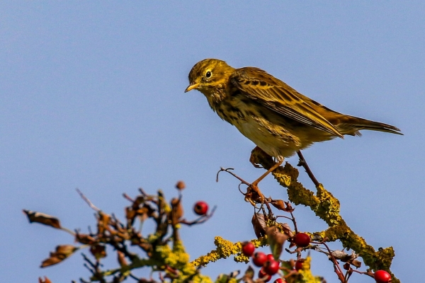 A Meadow Pipit sitting on top of a tree with red berries