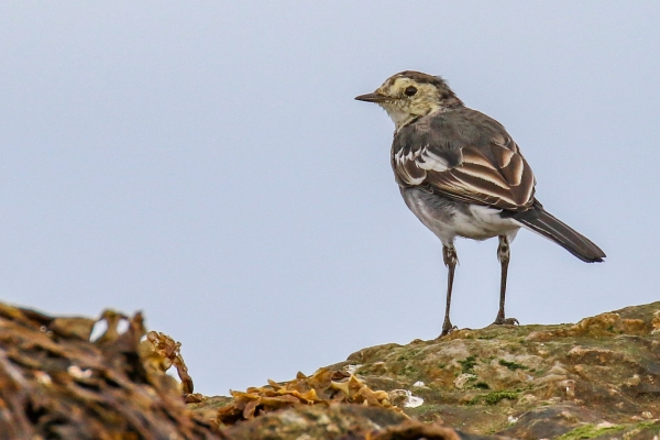 A Pied Wagtail standing on a rock at Mornington, County Meath