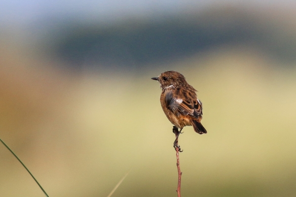 A Stonechat perched on a reed stalk Mornington, Meath