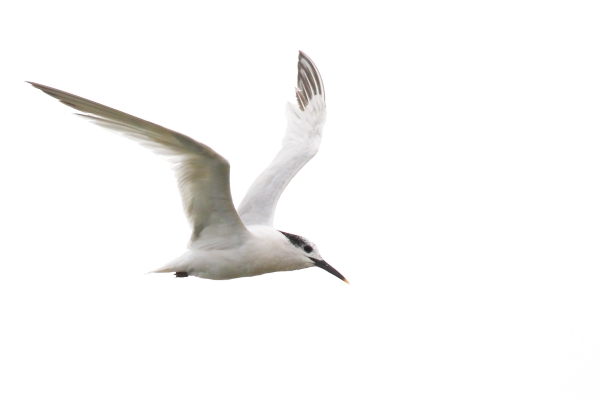 A Sandwich Tern flying against a near white sky on a cloudy day!