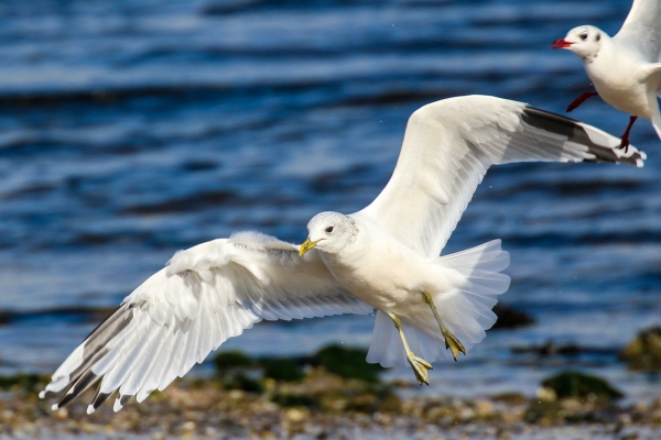 Common Gull spreads its wings as it lands on the beach in Mornington, County Meath