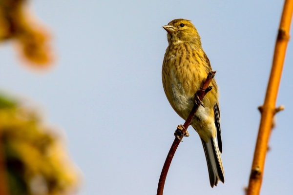 Linnet perched on tree with blue sky background