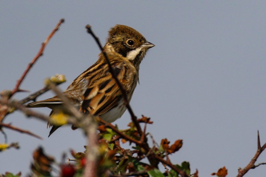 bird watching meath ireland