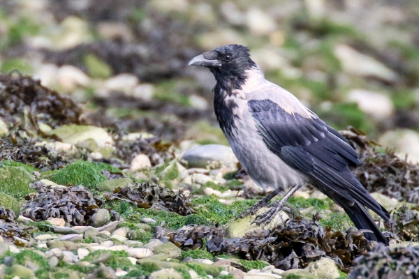 A Hooded Crow forages on the beach at low tide