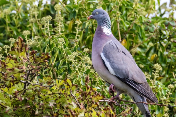 A Woodpigeon sitting on the branch of a tree at Mornington, County Meath