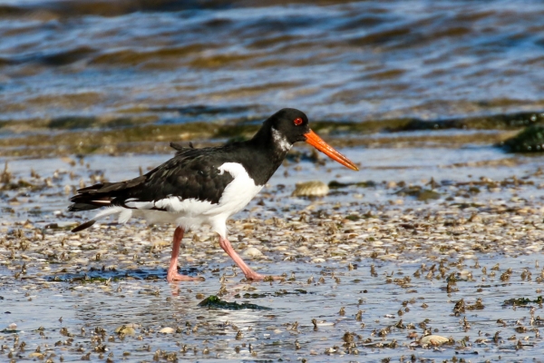 An Oyster Catcher walks along the beach at low Tide, Mornington, County Meath