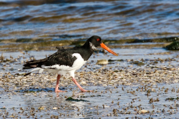 Oystercatcher foraging along the shoreline at Mornington, Meath