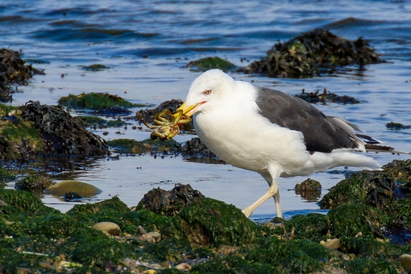 A Great Black Backed Gull with a crab at Mornington, County Meath
