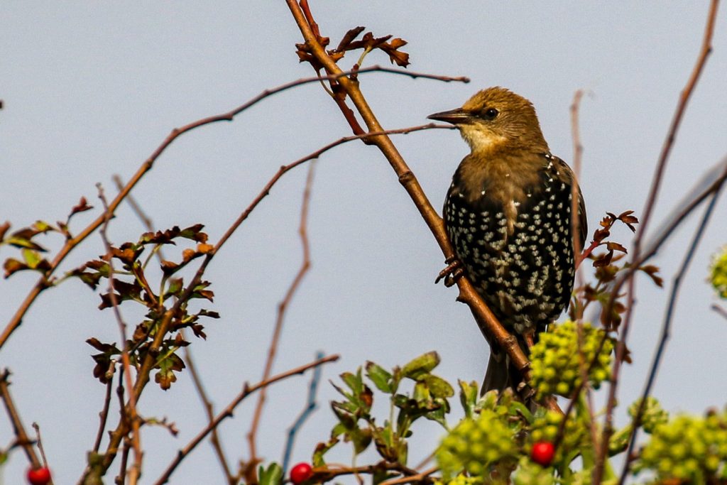 bird watching meath ireland