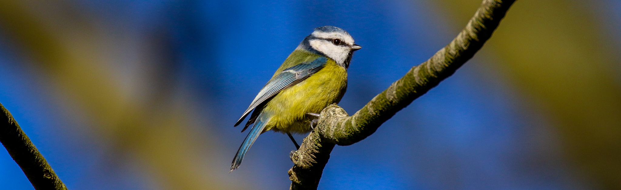 bird watching dublin