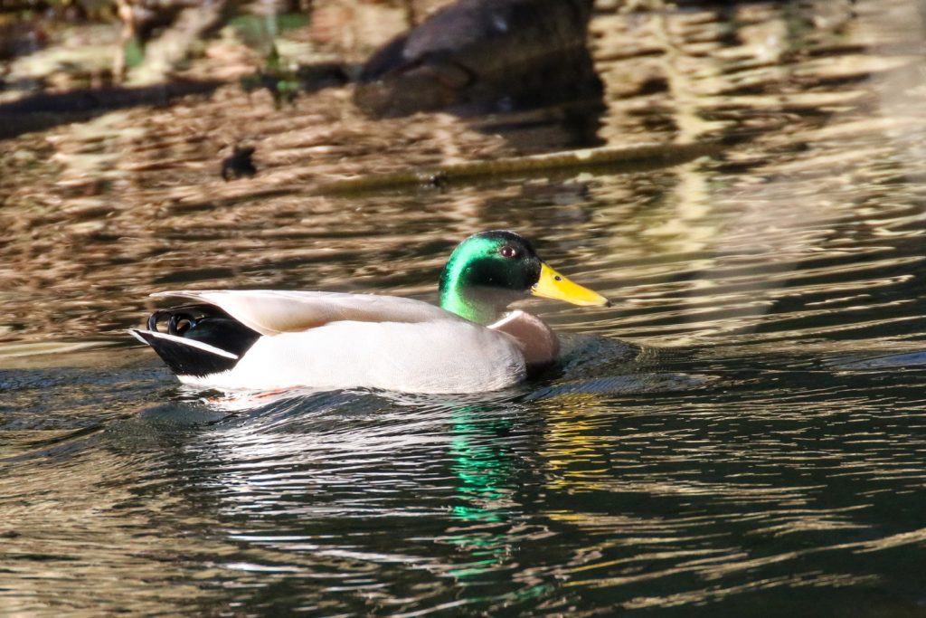 bird watching newbridge house dublin