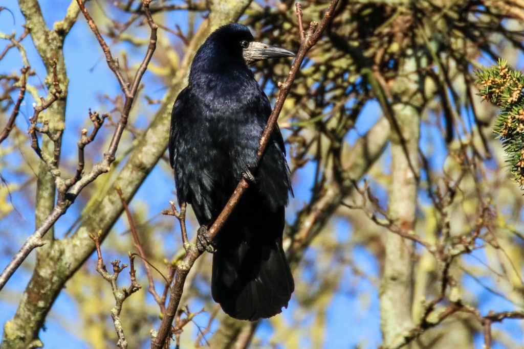 bird watching newbridge house dublin