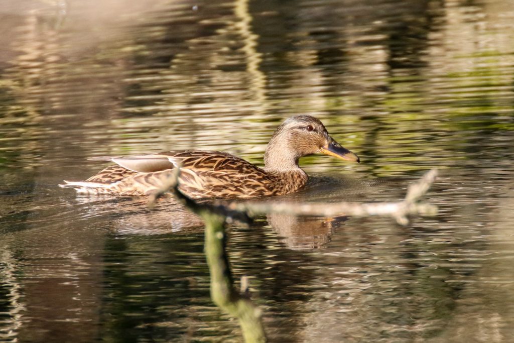 bird watching newbridge house dublin