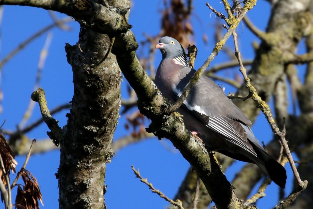 bird watching newbridge house dublin