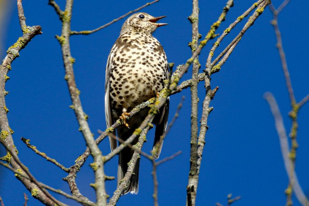 bird watching newbridge house dublin